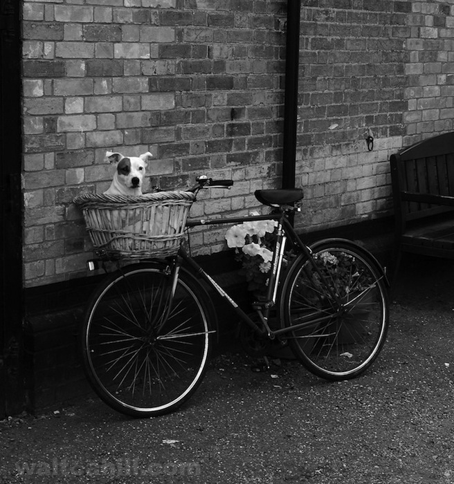Dog on a Bike