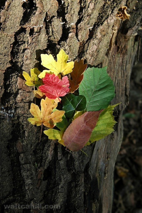 Leaves on Bark: Autumn leaves.