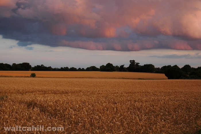 Cornfield at Dusk: It had been a stormy day