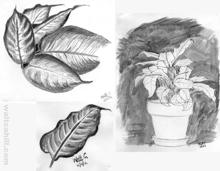 Pot Plant Study Drawings