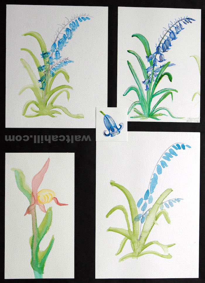Water colour study of Bluebell and Orchid