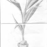 Coconut plant. Good job I drew this when I did. It didn't live for very long after me purchasing it. 20121023