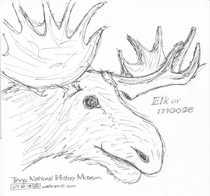 Elk or Moose