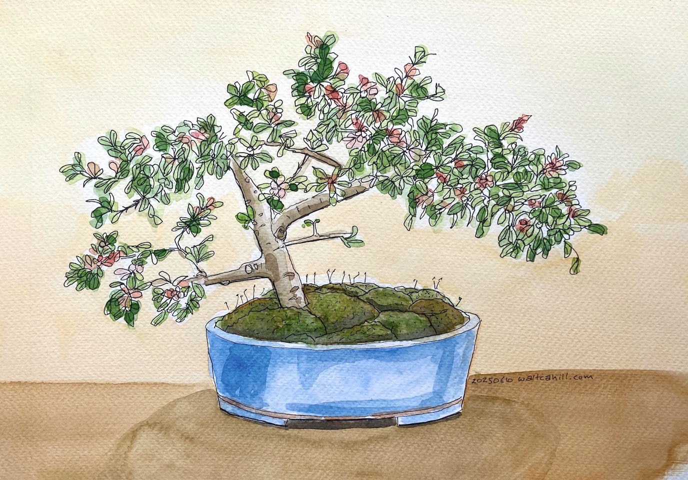 Bonsai Tree