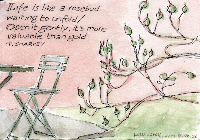 Rose buds